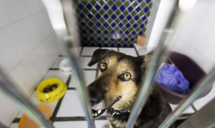 Choosing the Right Boarding Option for Your Dog: Home Boarding vs. Kennel
