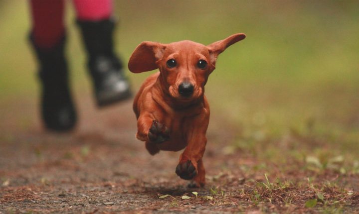 The Exercise Dilemma: Why Boarding Kennels Might Fall Short in Providing Enough Activity for Your Dog