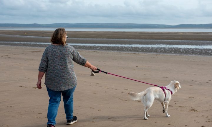 Enhancing Canine Comfort: Why Home Dog Boarding Excels Over Kennels